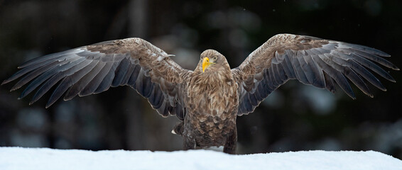White-tailed eagle wingspan on snow