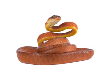 Baby Red Boiga Snake (Boiga nigriceps). [PNG form]