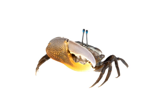 Beautiful Yellow Fiddler Crab or Calling Crab. [PNG file]