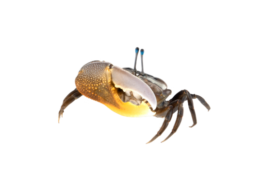 Beautiful Yellow Fiddler Crab or Calling Crab. [PNG file]