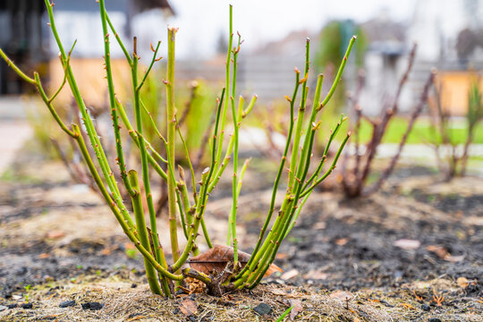 Pruned rose bushes in a country rose garden after winter. Leafless rose stems await summer. Soil insulation with sawdust