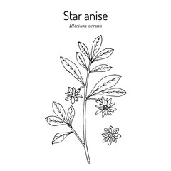 Star anise or badian (Illicium verum), edible and medicinal plant. Hand drawn vector illustration
