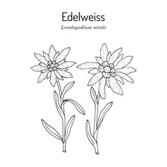 Edelweiss (leontopodium nivale) ornamental and medicinal plant