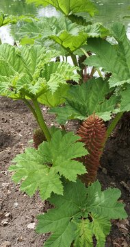 Gunnera manicata or Chilean Giant-rhubarb plant with large lobed and palmately leaves atop of prickly stalks surronded panicles of reddish-green flowers on erect stems