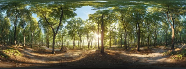 Sunny forest path, VR panorama