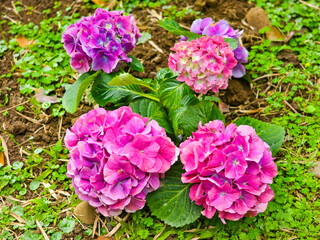 Vibrant Purple-Red Hydrangea Macrophylla in Full Bloom