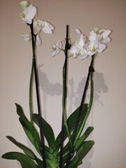 Orchid white 