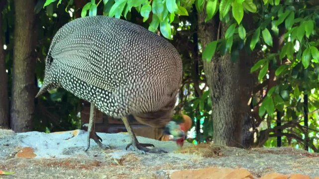 Guinea fowl looking for something to eat