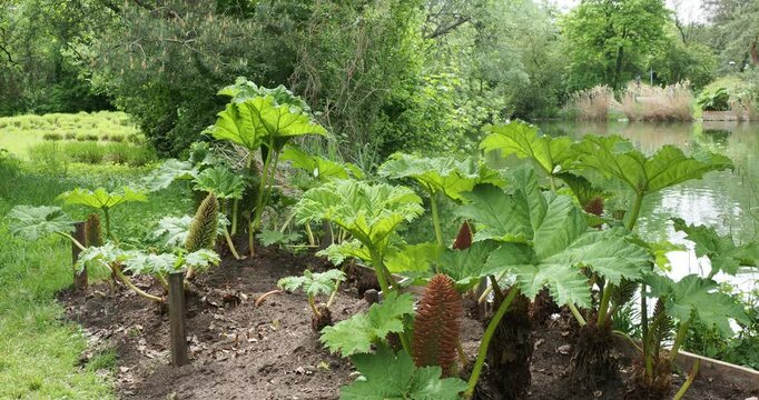 Clumps-forming of Giant-rhubarb or Gunnera manicata as ornamental plant with spectacular large lobed leaves, umbrella-like, in damp, shady area of  marshy ground