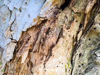 Close-Up of Cajeput Tree (Melaleuca leucadendra) Trunk with Layered Bark