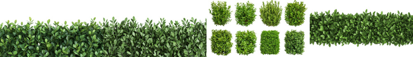 Obraz premium Lush verdant hedgerow with a dense flourishing display of green leaves and foliage This vibrant nature background showcases the beauty and tranquility of a healthy sustainable ecosystem