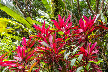 Close-up of Cordyline Fruticosa Rubra