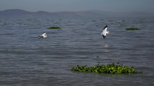 Slow motion pelicans swimming and flying at Petatan, Mexico in the Chapala lake