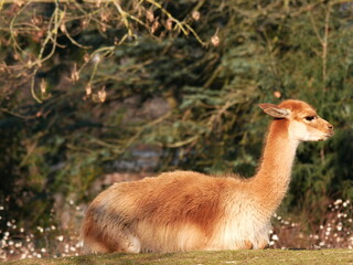 A lama rests peacefully in the grass. With soft fur and a calm gaze, it enjoys its surroundings whether in wildlife parks, zoos, or farms for wool production.