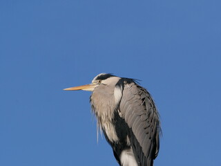 A heron is ready to hunt. With a sharp eye and precise beak, it lurks for prey and uses its...