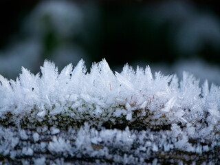 Hoarfrost coats plants with ice crystals. Hoarfrost coats plants with ice crystals, a magical...