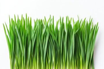 Fresh green grass sprigs on white background (2)