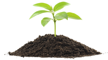 New Growth: A vibrant green sapling sprouts from rich, dark soil, symbolizing new beginnings, growth, and potential. The fresh leaves reaching for the sky represent hope, resilience.
