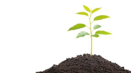 A New Beginning: A single sapling, bursting with vibrant green leaves, emerges from fertile soil, symbolizing growth, renewal, and the potential for a bright future.