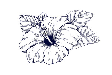 Hibiscus, floral bloom drawing in retro style. Vintage exotic flower blossom with leaves. Gorgeous botanical ink engraving. Hand-drawn etching, vector illustration isolated on white background