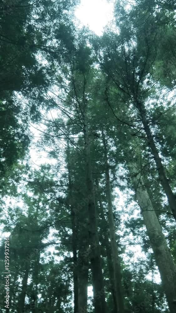 Poster beautiful trees in the forest. camera movement inside the forest.