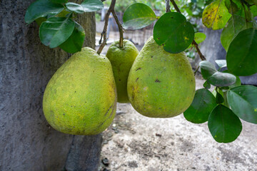 Pomelo Hanging on Tree with Green Leaves