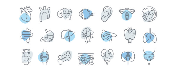 Human anatomy line icons set. Stomach, spine, joint, heart, embryo, bile, lung, dermis, heart, bone, vessels, liver, brain, eye, ear, thyroid gland, kidneys vector illustration