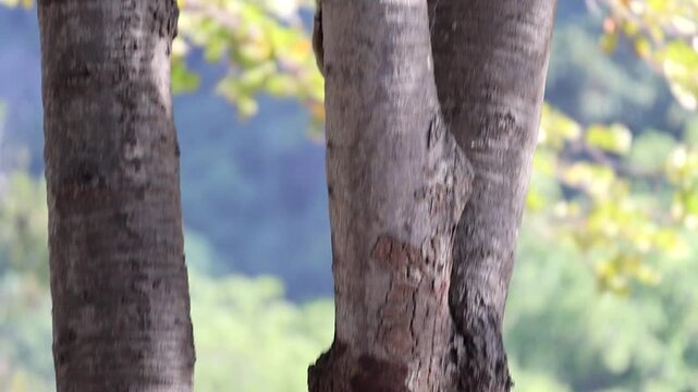 The grey-bellied squirrel (Callosciurus caniceps) jumps on a tree trunk, finds food and eats. Slow motion video