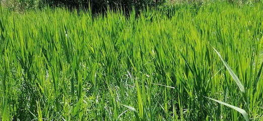 green rice field