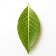 Obraz premium Close-up of a Single Green Leaf on White Background: Nature Photography