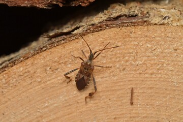 Leptoglossus occidentalis
