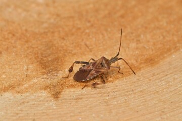 Leptoglossus occidentalis