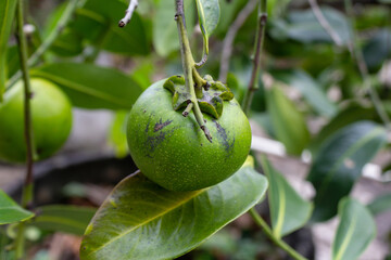 Green Young Unripe Persimmon Tropical Fruit Hanging on Tree Branch.