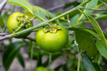 Green Young Unripe Persimmon Tropical Fruit Hanging on Tree Branch.