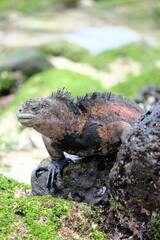 Marine iguana on a rock