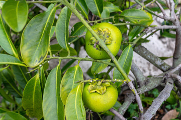 Green Young Unripe Persimmon Tropical Fruit Hanging on Tree Branch.