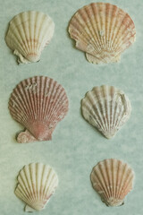 Shell background on a light background