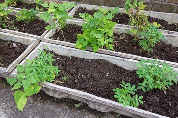 Sustainable Balcony Gardening with Bean Plants in Concrete Planter Boxes