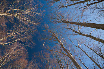 guardando il cielo sereno e di colore azzurro intenso dal basso e da dentro un bosco, con gli...