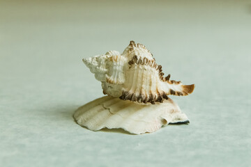 Seashells on a light blue background
