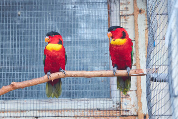 Obraz premium Pedigreed parrots, exotic species. Nursery for breeding rare breeds of birds