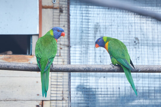 Pedigreed parrots, exotic species. Nursery for breeding rare breeds of birds