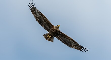 Fototapeta premium eagle in flight