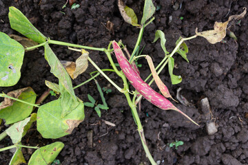 Healthy Green Beans or Phaseolus vulgaris Hanging on a Bean Plants