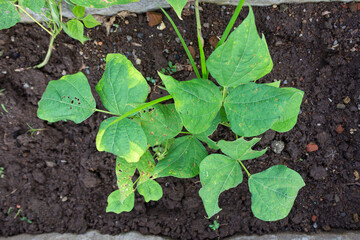 Healthy Green Beans or Phaseolus vulgaris Growing in Soil.