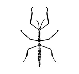 Stick insect vector design, png high quality image textured illustration