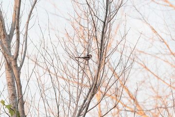 esemplare di piccolo uccello passeriforme sul ramo di un albero spoglio, di giorno, in inverno