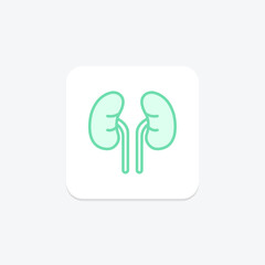 Human Kidneys duotone line icon, vector, pixel perfect, illustrator file