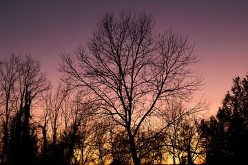 dettaglio delle sagome nere di alberi spogli e secchi in controluce con il cielo sereno al tramonto e dalle sfumature di arancione e rosa sullo sfondo