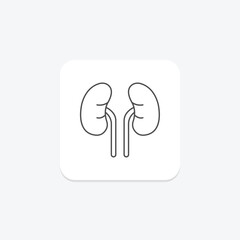 Human Kidneys thinline icon, vector, pixel perfect, illustrator file
